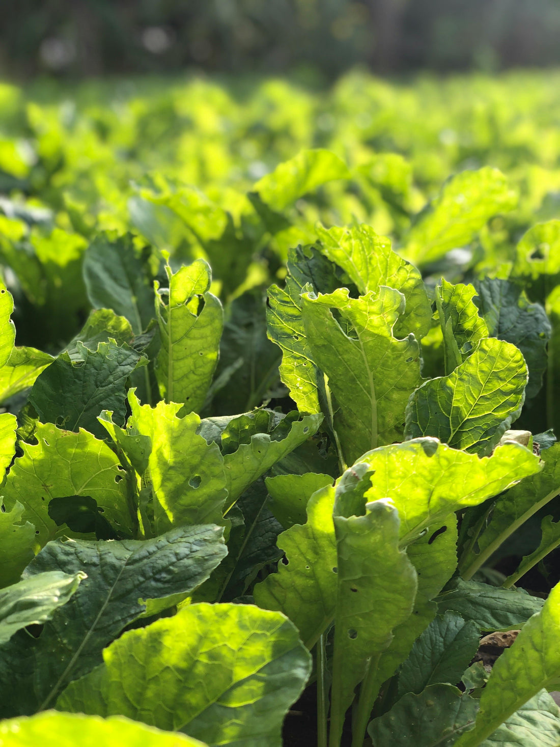 Regenerative Organic Farming: The Sustainable Food Trend Young Consumers Love