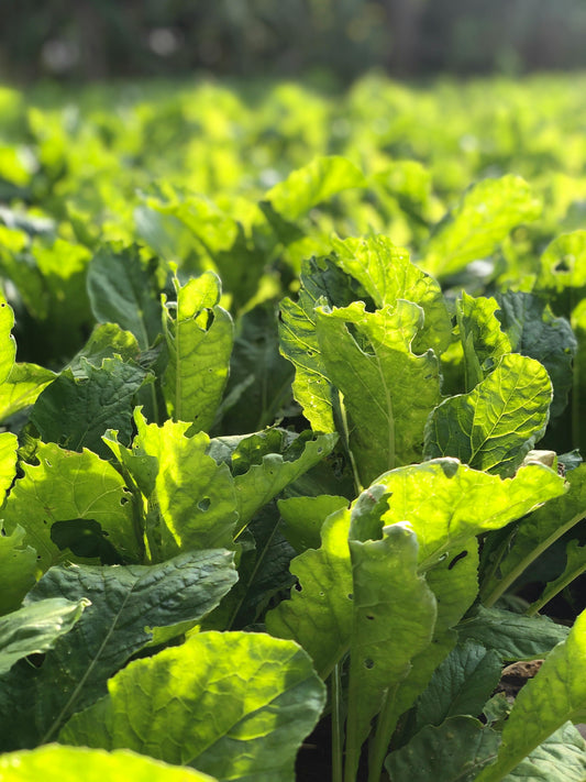 Regenerative Organic Farming: The Sustainable Food Trend Young Consumers Love